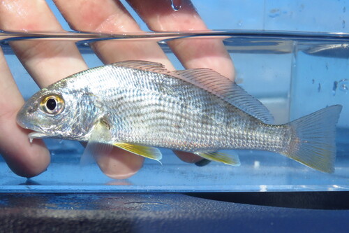Drum (Umbrina coroides) — Sciaenidae — 2