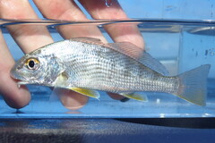 Sand Drum photo 4