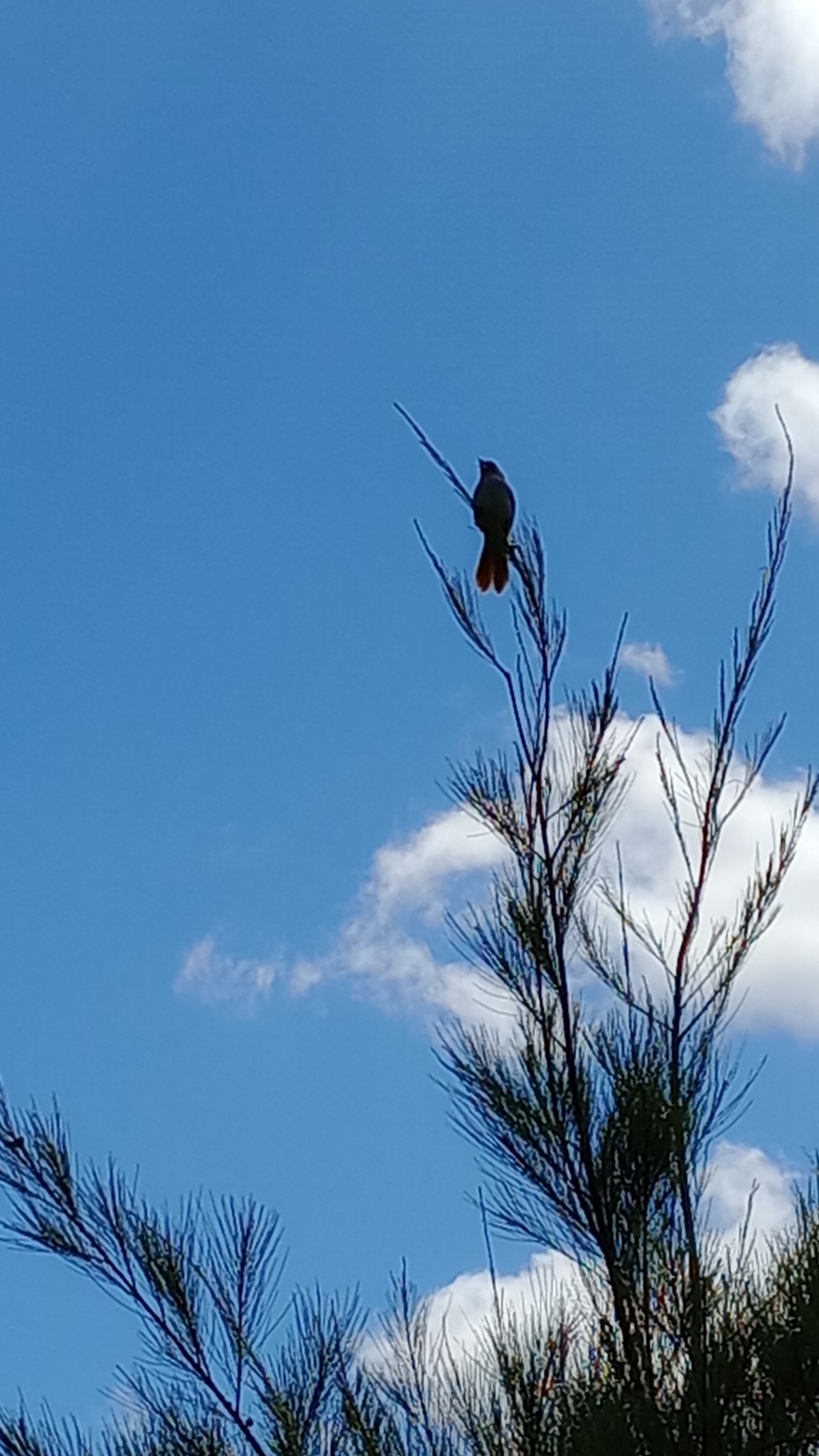 Pampa Finch (Embernagra platensis), photo 2