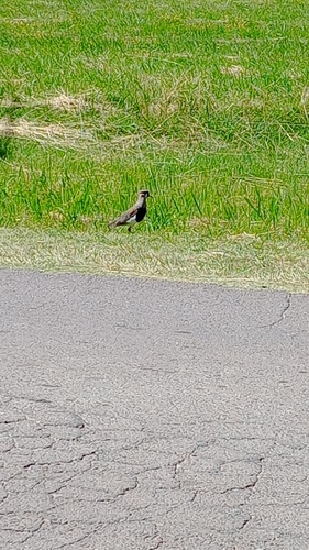 Southern Lapwing (Vanellus chilensis), photo 7