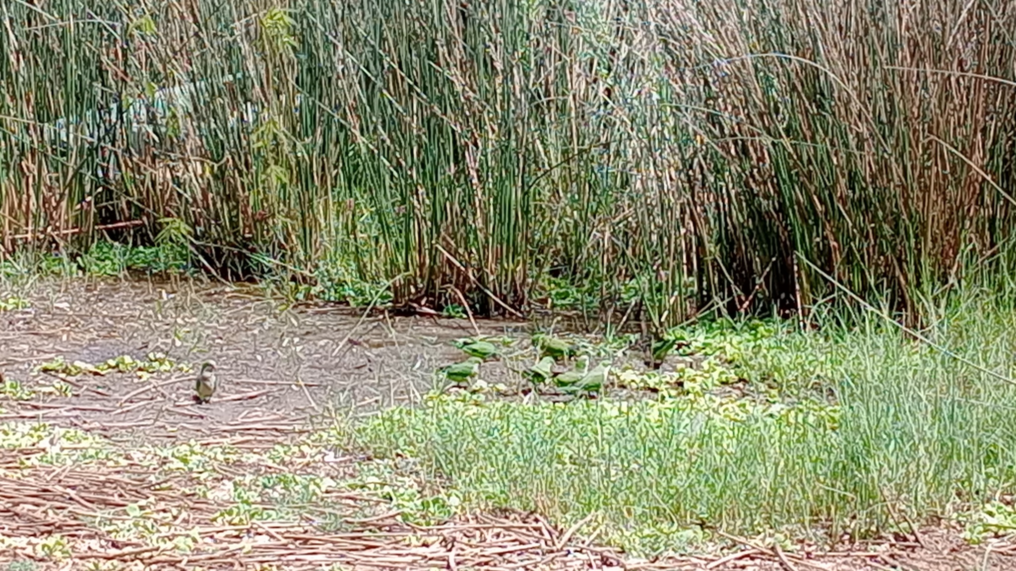 Monk Parakeet (Myiopsitta monachus), photo 1
