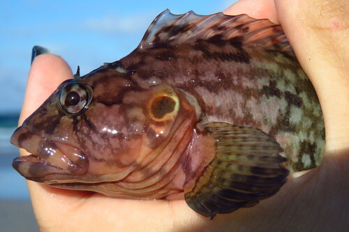 Harige slijmvis (Labrisomus nuchipinnis) — Labrisomidae — 2