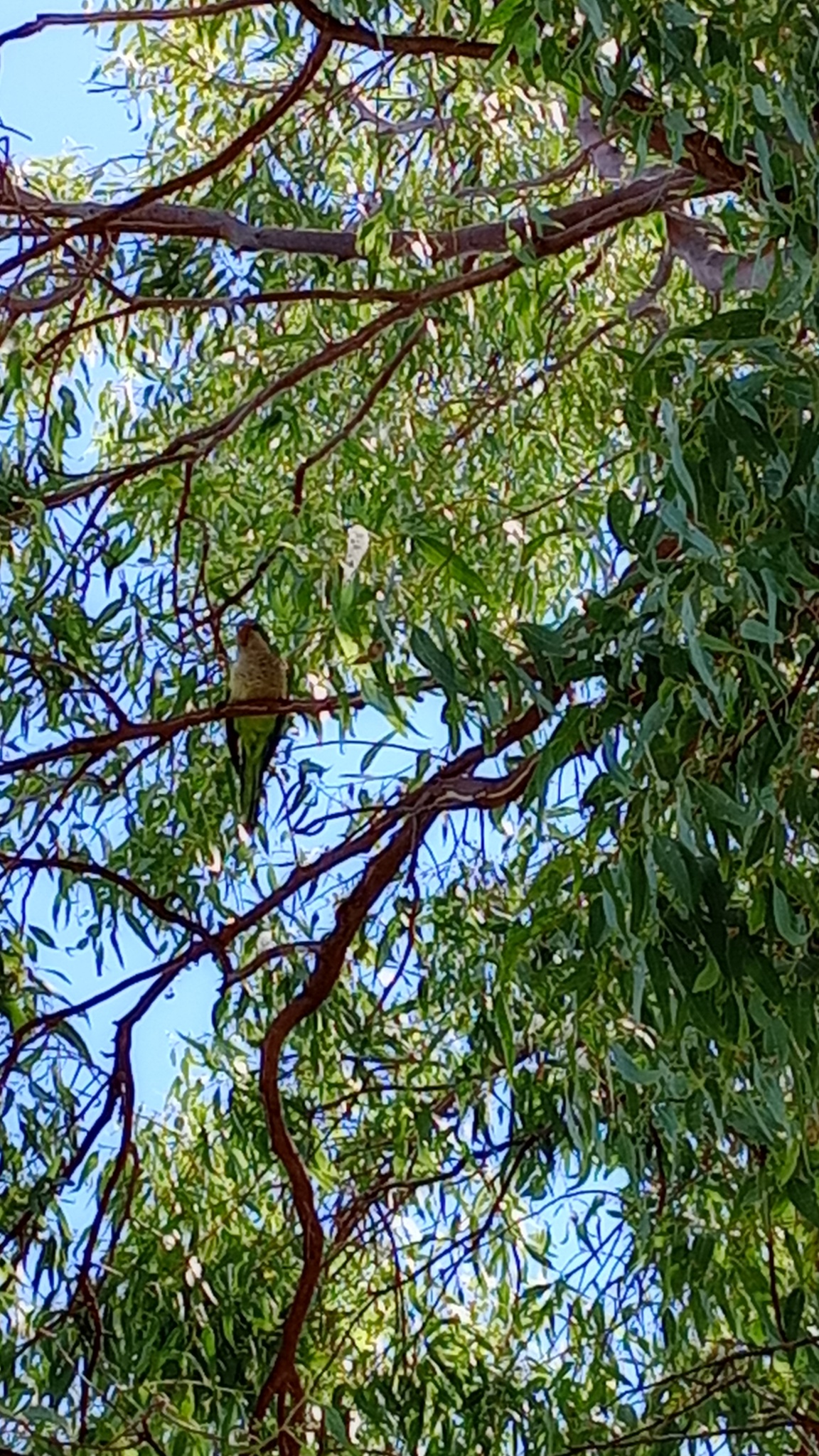 Monk Parakeet (Myiopsitta monachus), photo 10