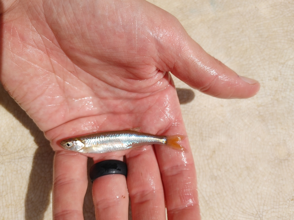 River sardine (Mesobola brevianalis) — Cyprinidae