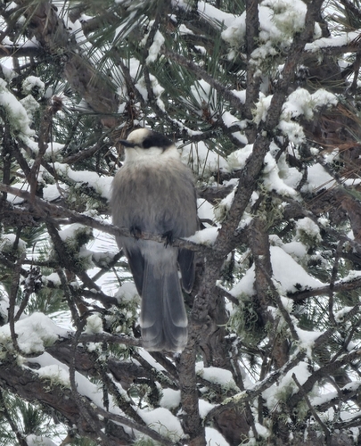 Canada Jay (Perisoreus canadensis), photo 1