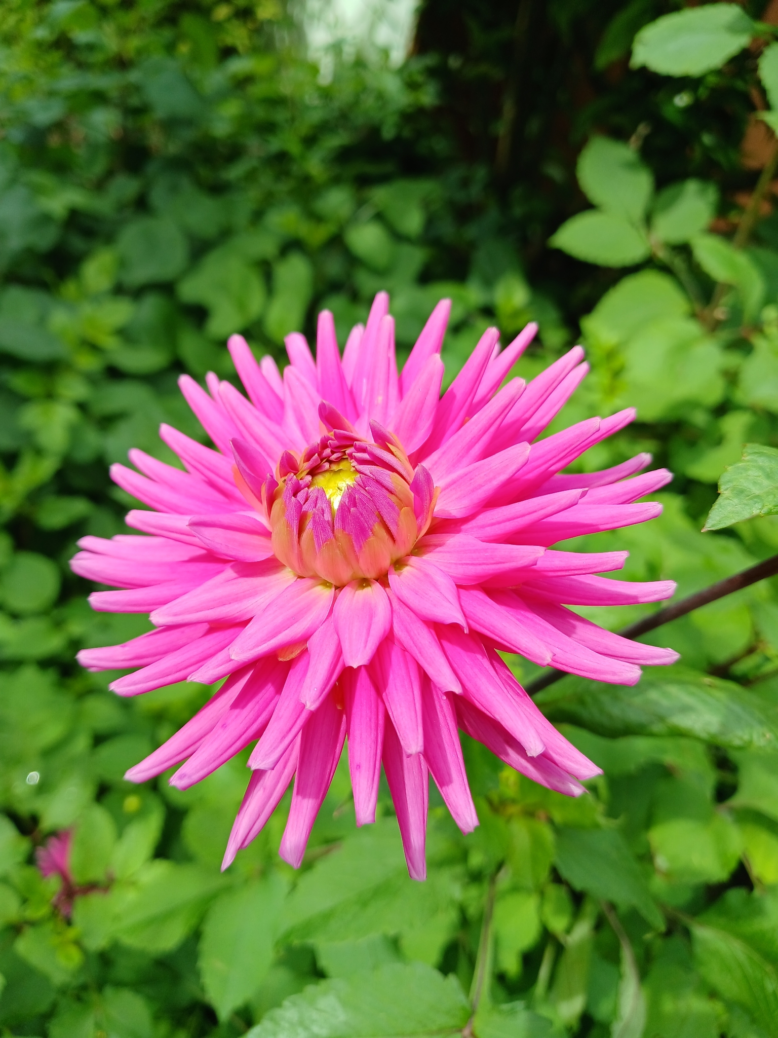 Dahlia