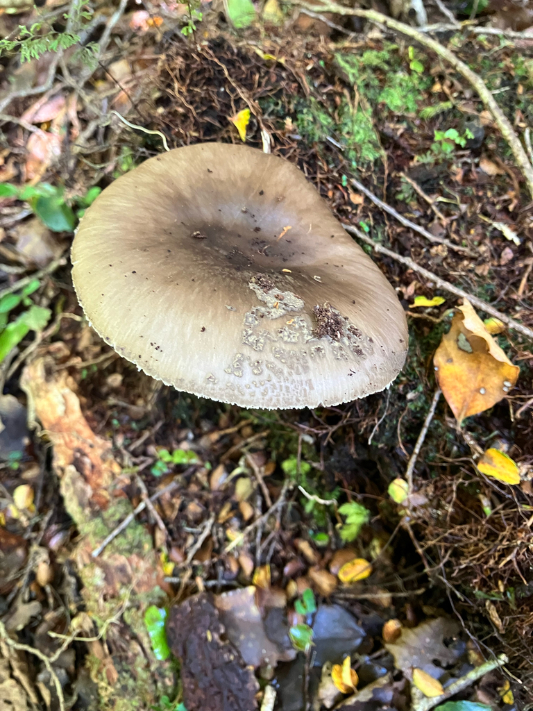 Amanita nothofagi · January 2026 · photo: © cara-lisa (iNaturalist, cc-by)