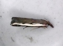 Orocrambus flexuosellus