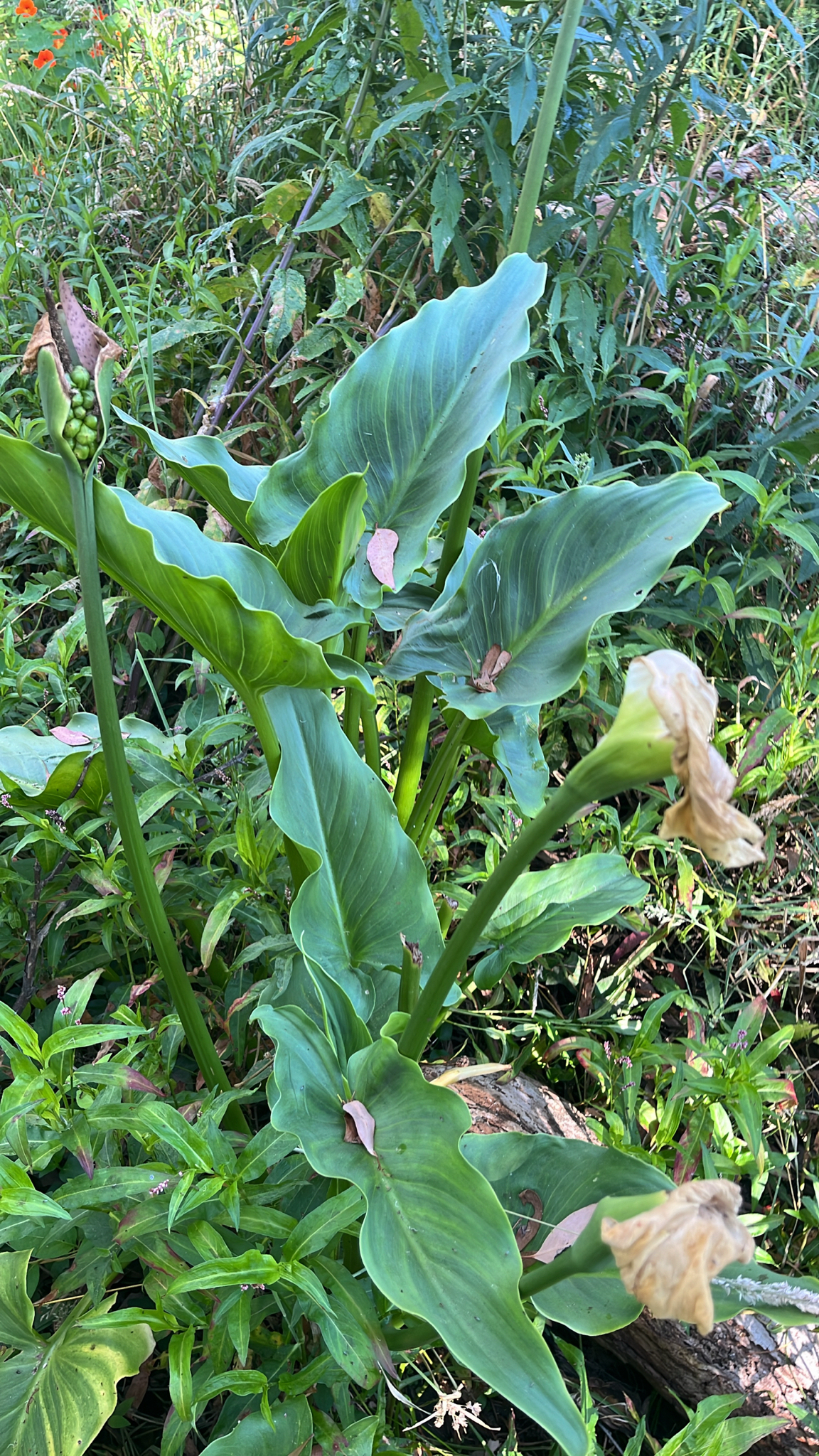 Calla lily