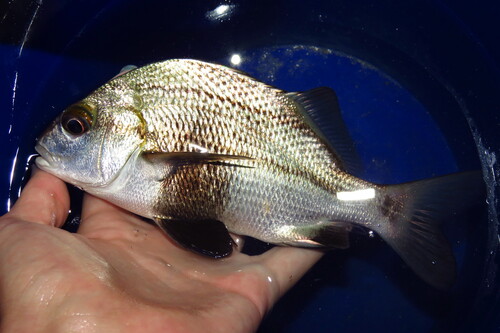 Black margate (Anisotremus surinamensis) — Haemulidae — 3