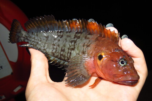 Labrisomus conditus Sazima, Carvalho-Filho, Gasparini & Sazima, 2009