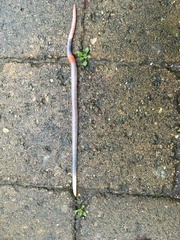 Lumbricus terrestris