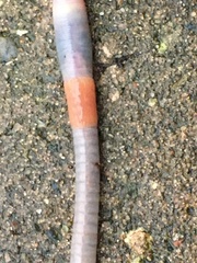 Lumbricus terrestris