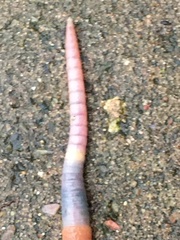 Lumbricus terrestris