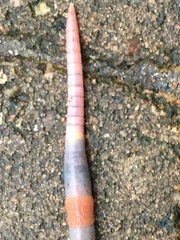Lumbricus terrestris