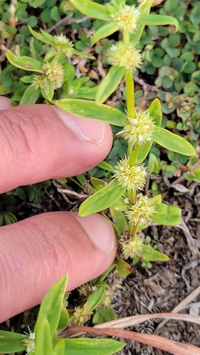 Spermacoce prostrata observed 2026-01-03