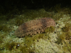 Australostichopus mollis