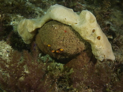 Austrodromidia octodentata
