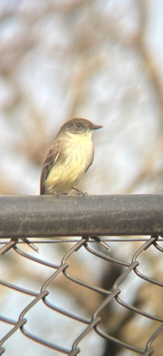 Eastern Phoebe (Sayornis phoebe), photo 9