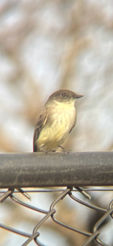 Eastern Phoebe (Sayornis phoebe), photo 8