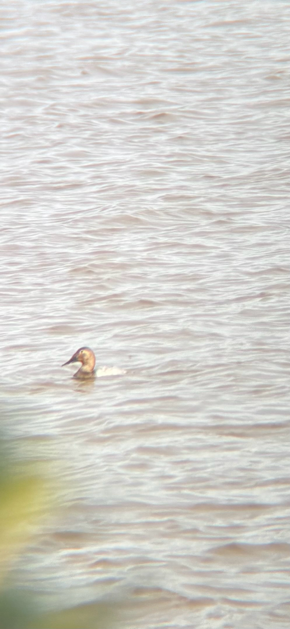 Canvasback (Aythya valisineria), photo 8