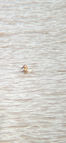 Canvasback (Aythya valisineria), photo 7