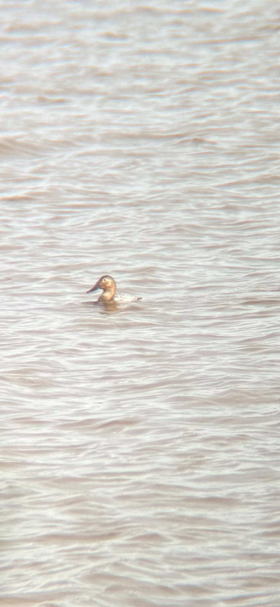 Canvasback (Aythya valisineria), photo 7