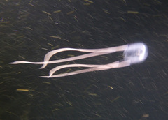 Austrodromidia octodentata