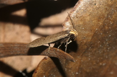 Helcystogramma
