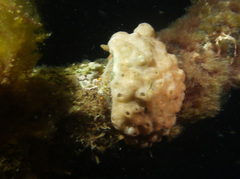 Austrodromidia octodentata