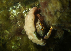 Austrodromidia octodentata