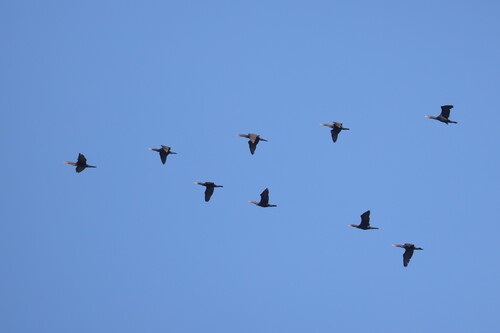 Double-crested Cormorant