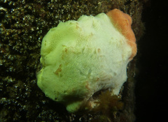 Austrodromidia octodentata