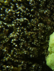 Austrodromidia octodentata