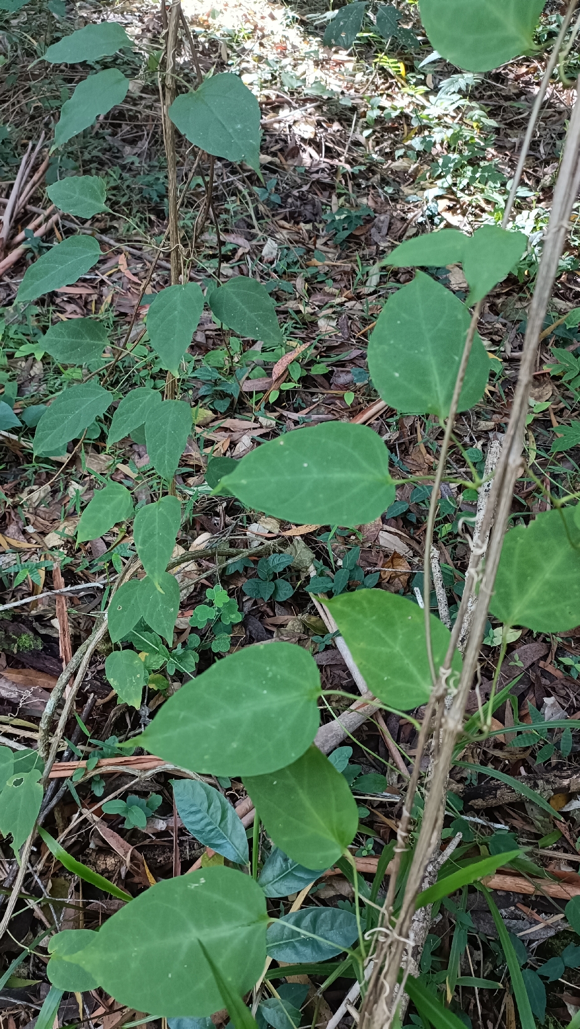 Flame vine