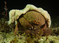 Austrodromidia octodentata