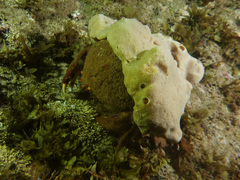 Austrodromidia octodentata