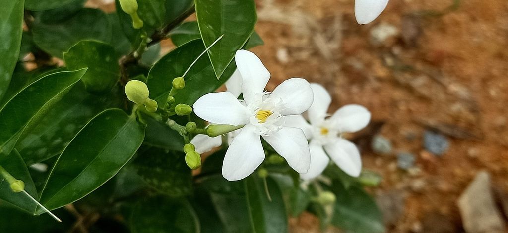 Wrightia antidysenterica, Taman Bukit Kepayang, 70200 Seremban, Negeri Sembilan, Malaysia