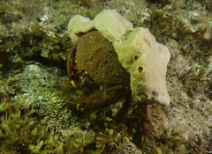 Austrodromidia octodentata