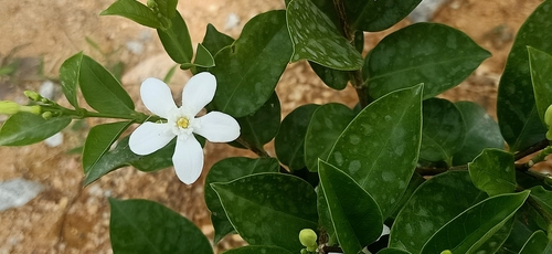 Wrightia antidysenterica