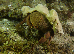 Austrodromidia octodentata