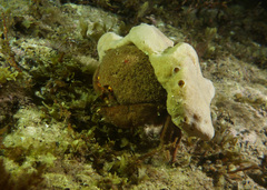 Austrodromidia octodentata