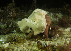 Austrodromidia octodentata