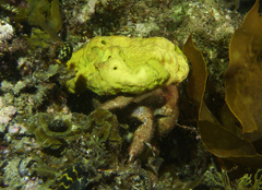 Austrodromidia octodentata