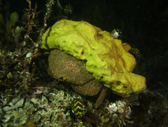 Austrodromidia octodentata