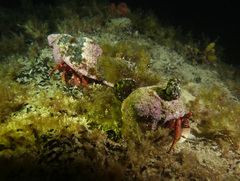 Paguristes frontalis