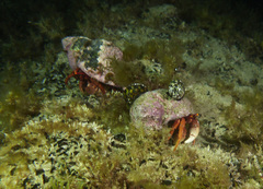 Paguristes frontalis