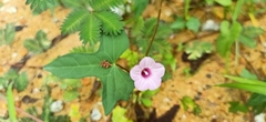Ipomoea triloba