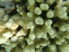 Porites attenuata