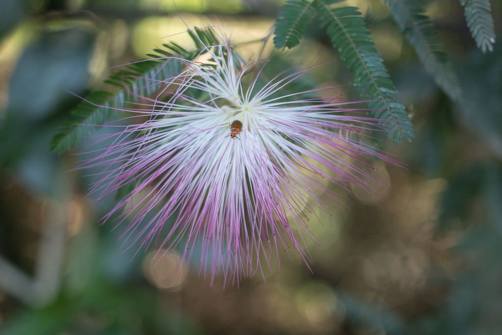 Foto de Caliandra